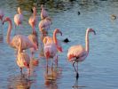 Greater Flamingo (WWT Slimbridge November 2013) - pic by Nigel Key